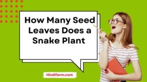 Read more about the article How Many Seed Leaves Does a Snake Plant Have